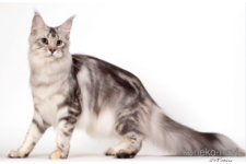 三浦真理ブリーダー